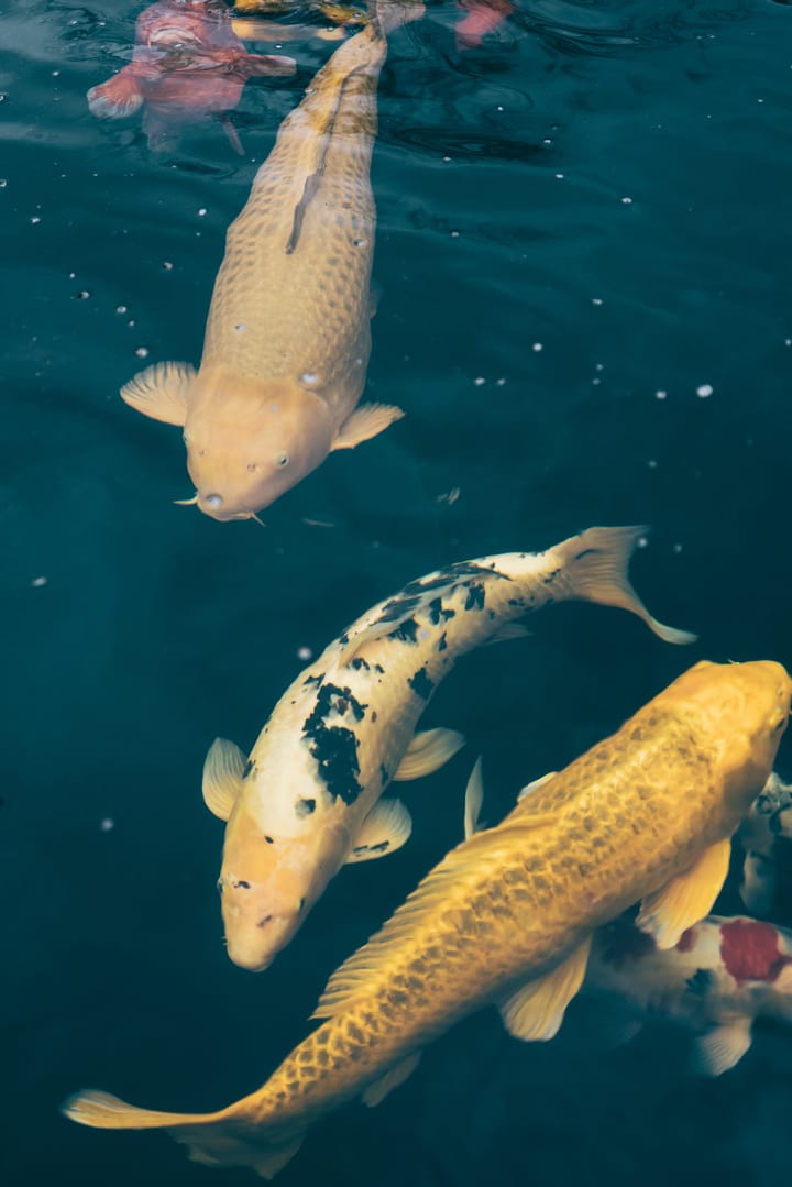 Foto 44 van Kromstaartlaan 19