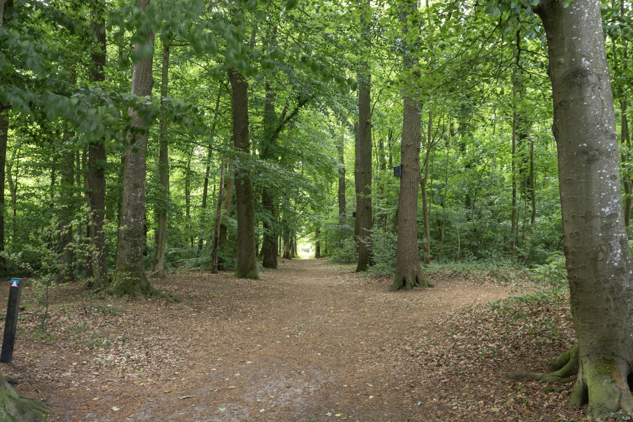 Foto 39 van Boslaan 22