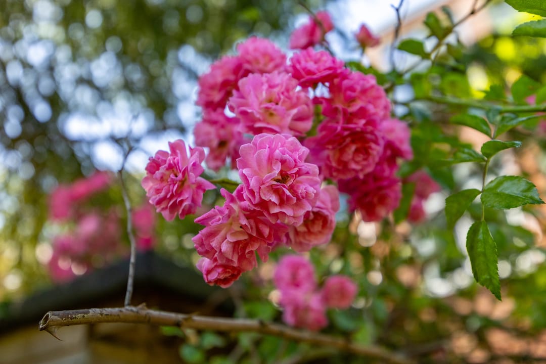 Foto 31 van Kamerlingh Onnesstraat 14