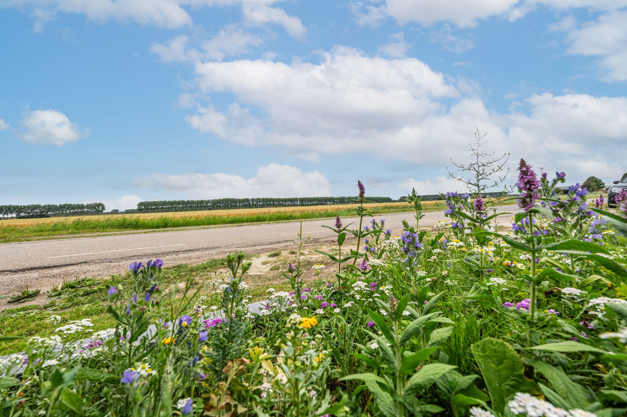 Photo 6 of Sasputsestraat 28