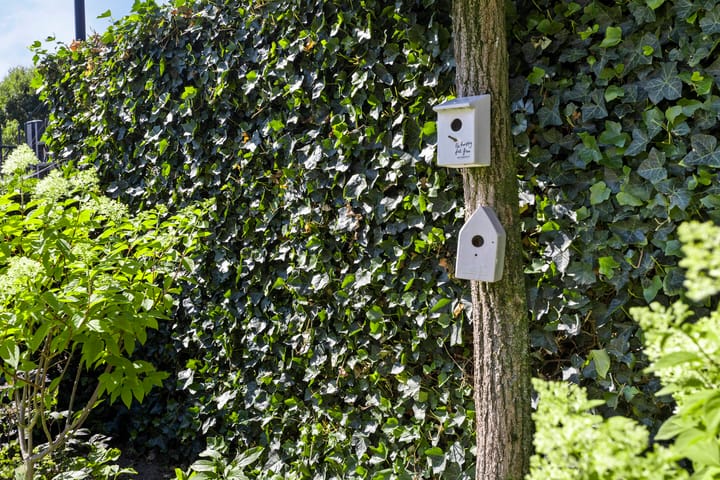 Foto 42 van Homerusstraat 40