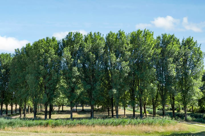 Photo 51 of Breezand 20