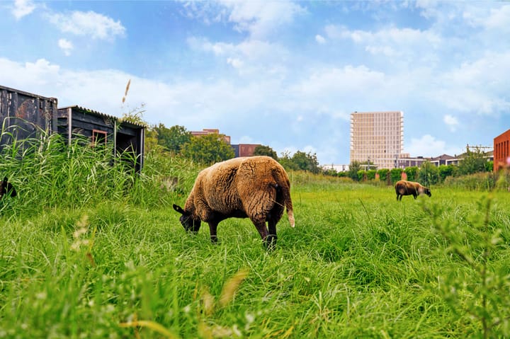 Foto 47 van Streeksel 9