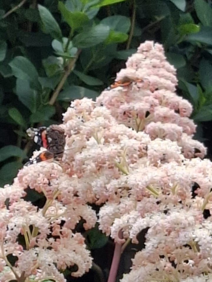 Foto 19 van De Waard 28