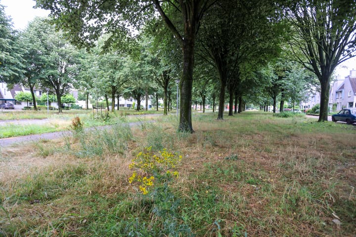 Foto 4 van Mr. Calspark 6