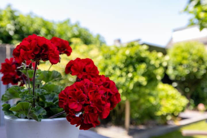 Photo 24 of Aalscholverlaan 24