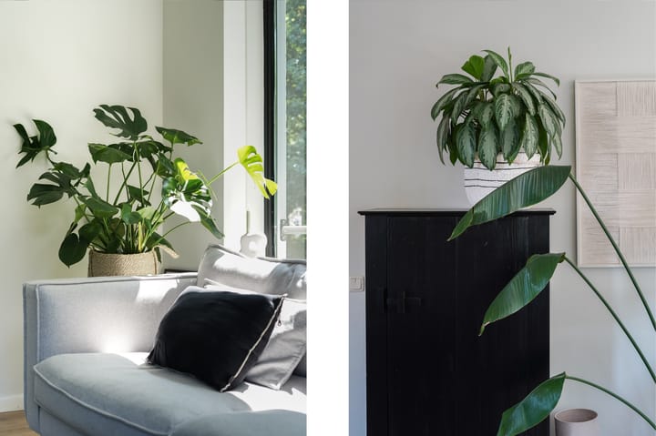 Foto 16 van Scheidiuslaan 50