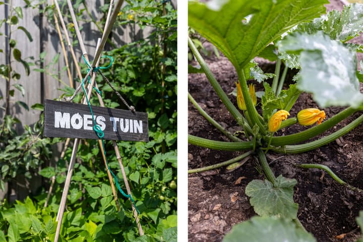 Foto 37 van Duinroos 9