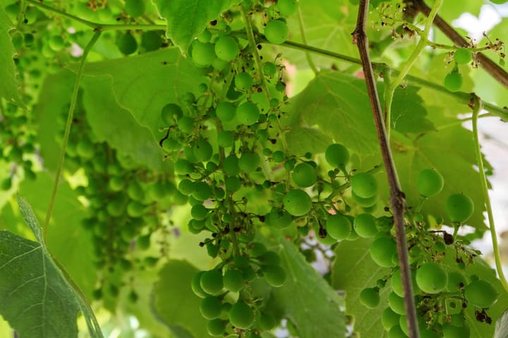 Foto 38 van Glipperweg 52