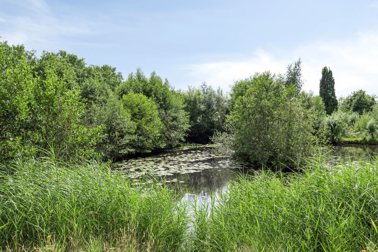 Foto 40 van Paddestoelenlaan 65