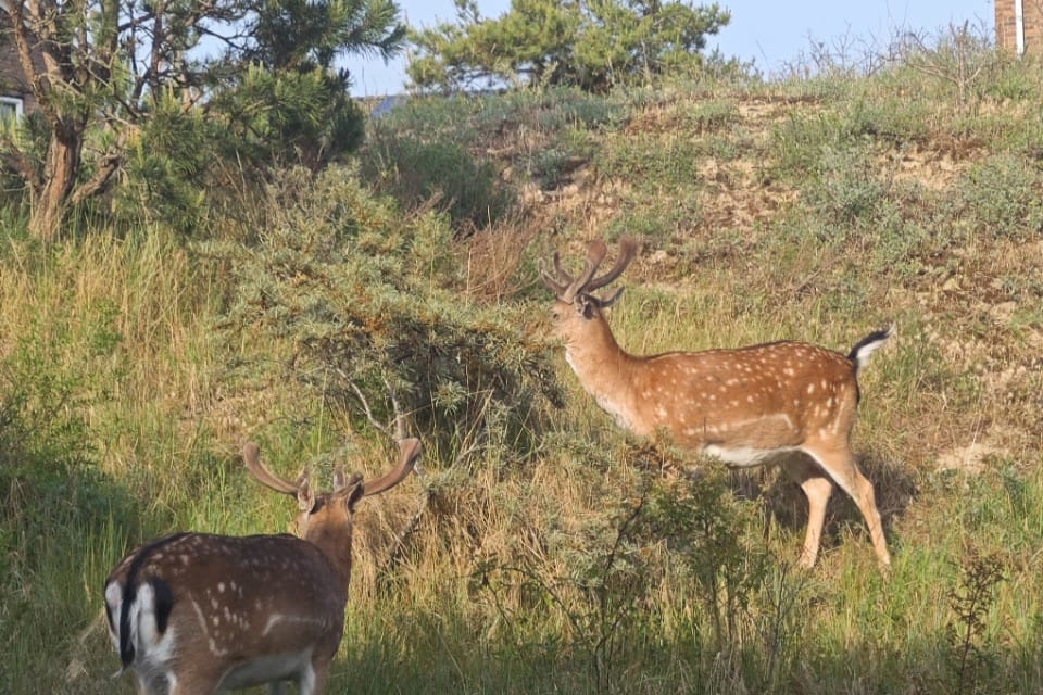 Foto 22 van Peperkers 34