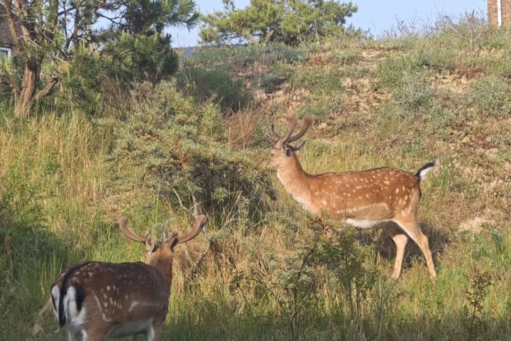 Foto 22 van Peperkers 34