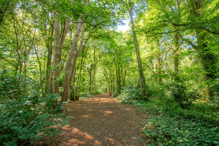 Foto 38 van Reigerslaan 7