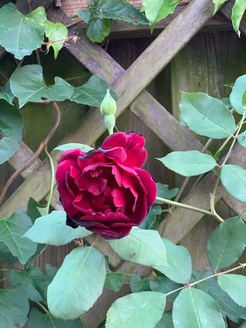 Foto 26 van Erve Snieder 13