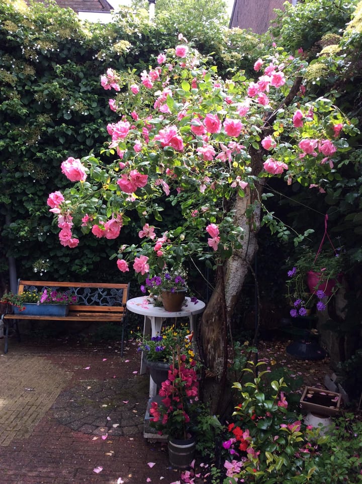 Photo 50 of Koningin Wilhelminastraat 3