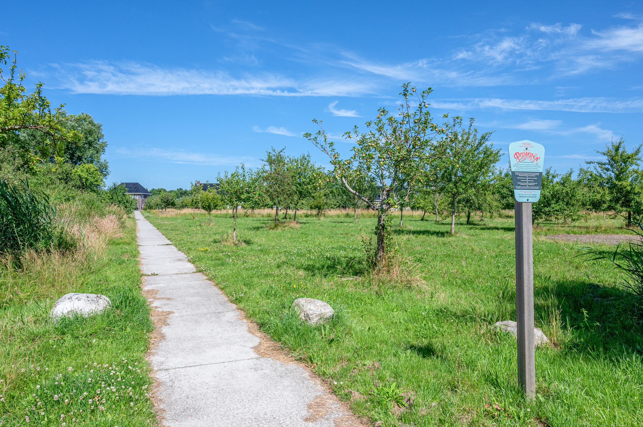 Photo 66 of Cantharel 26