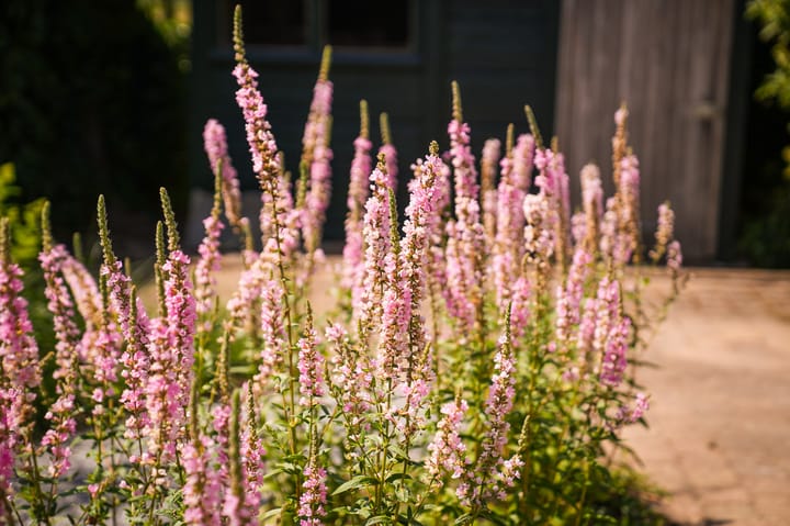 Foto 35 van Hillsestraat 33