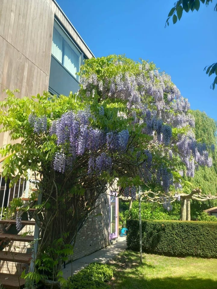 Foto 64 van Hollandse Hout 36