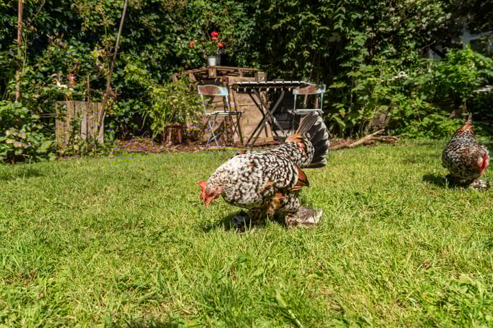 Photo 26 of Van Riebeeckstraat 26