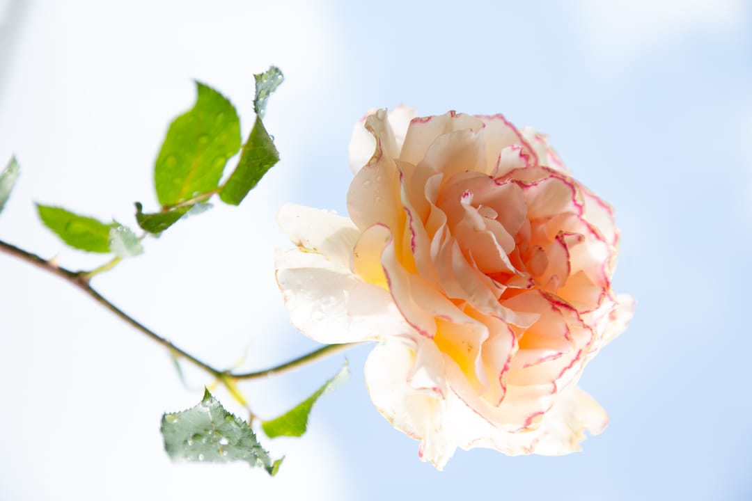 Photo 37 of Oranjestraat 7