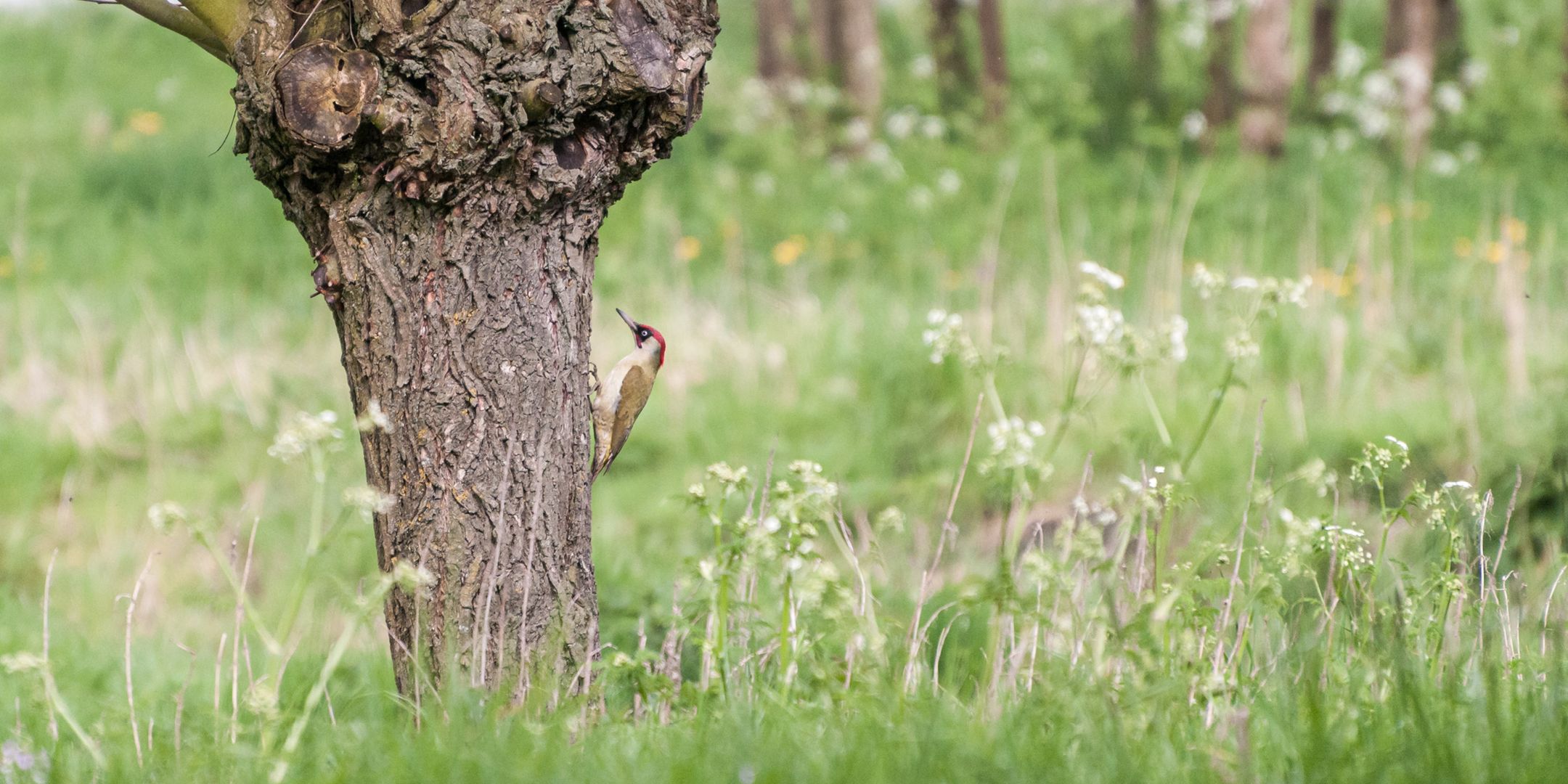 Foto 15 van Hoekwoning Kwekerij (Bouwnr. 9)
