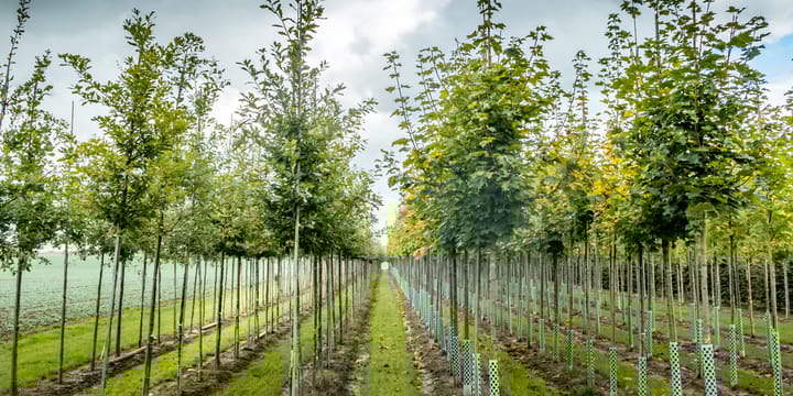 Photo 10 of Tussenwoning Kwekerij (Bouwnr. 12)