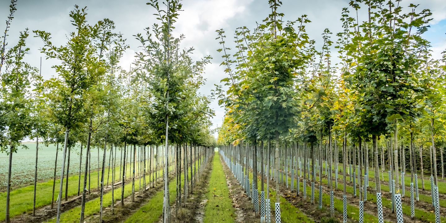 Foto 10 van Tussenwoning Kwekerij (Bouwnr. 11)