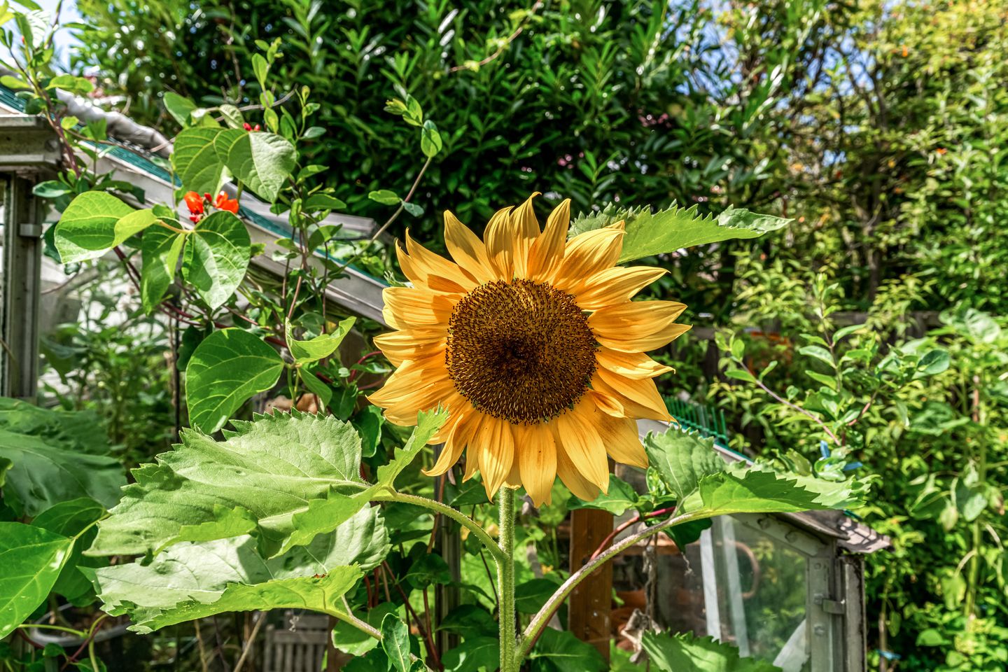 Foto 25 van Lijsterlaan 3