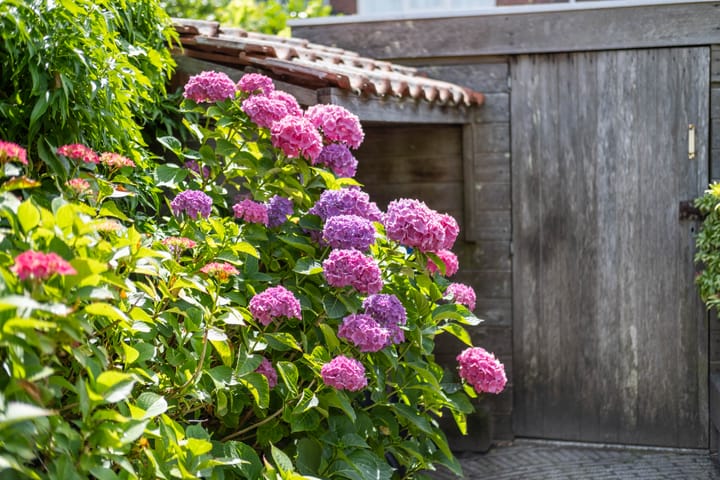 Photo 48 of Jan Steenstraat 1