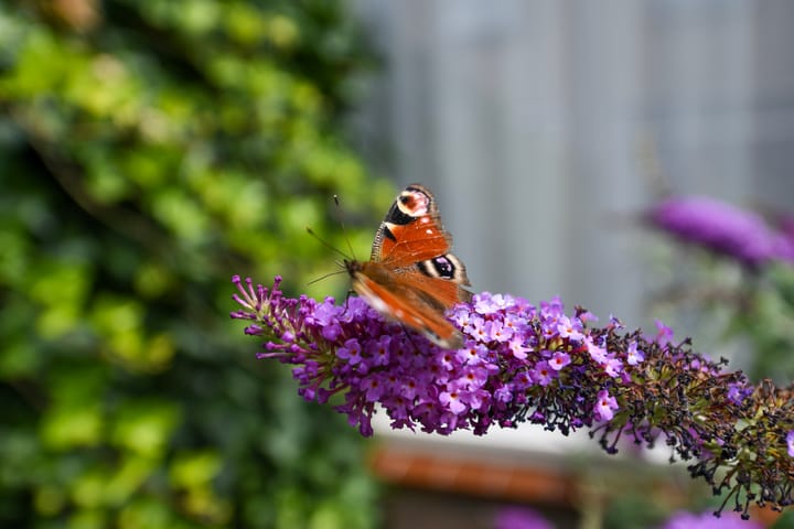 Foto 23 van Burgemeester Padmosweg 150