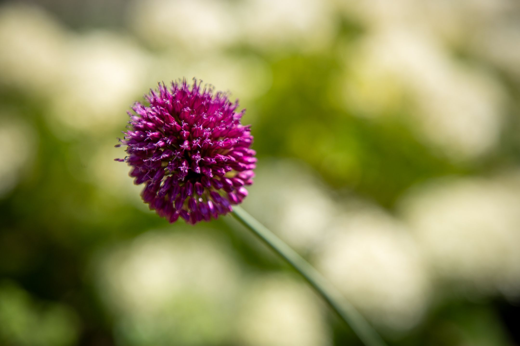 Foto 36 van Vermeerstraat 9