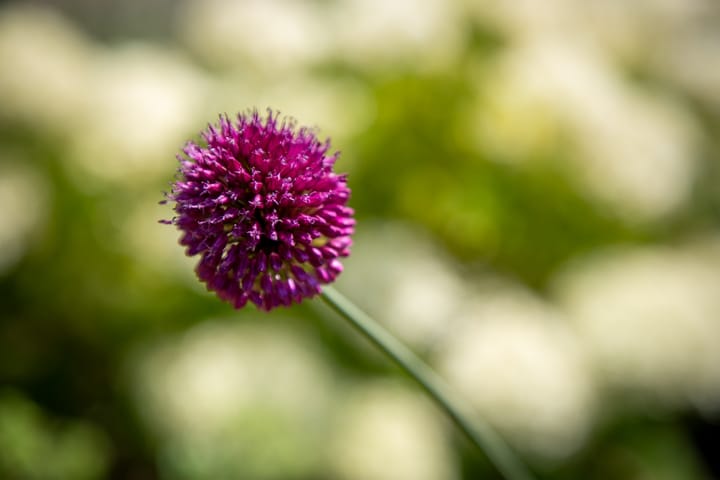 Foto 36 van Vermeerstraat 9