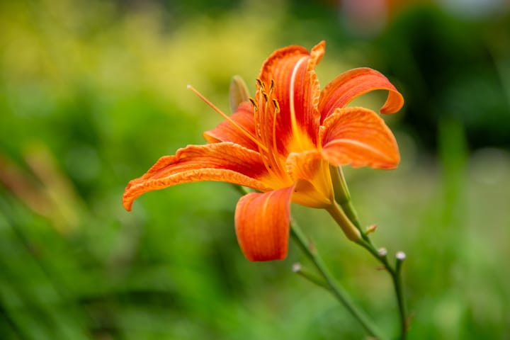 Foto 41 van Vermeerstraat 9