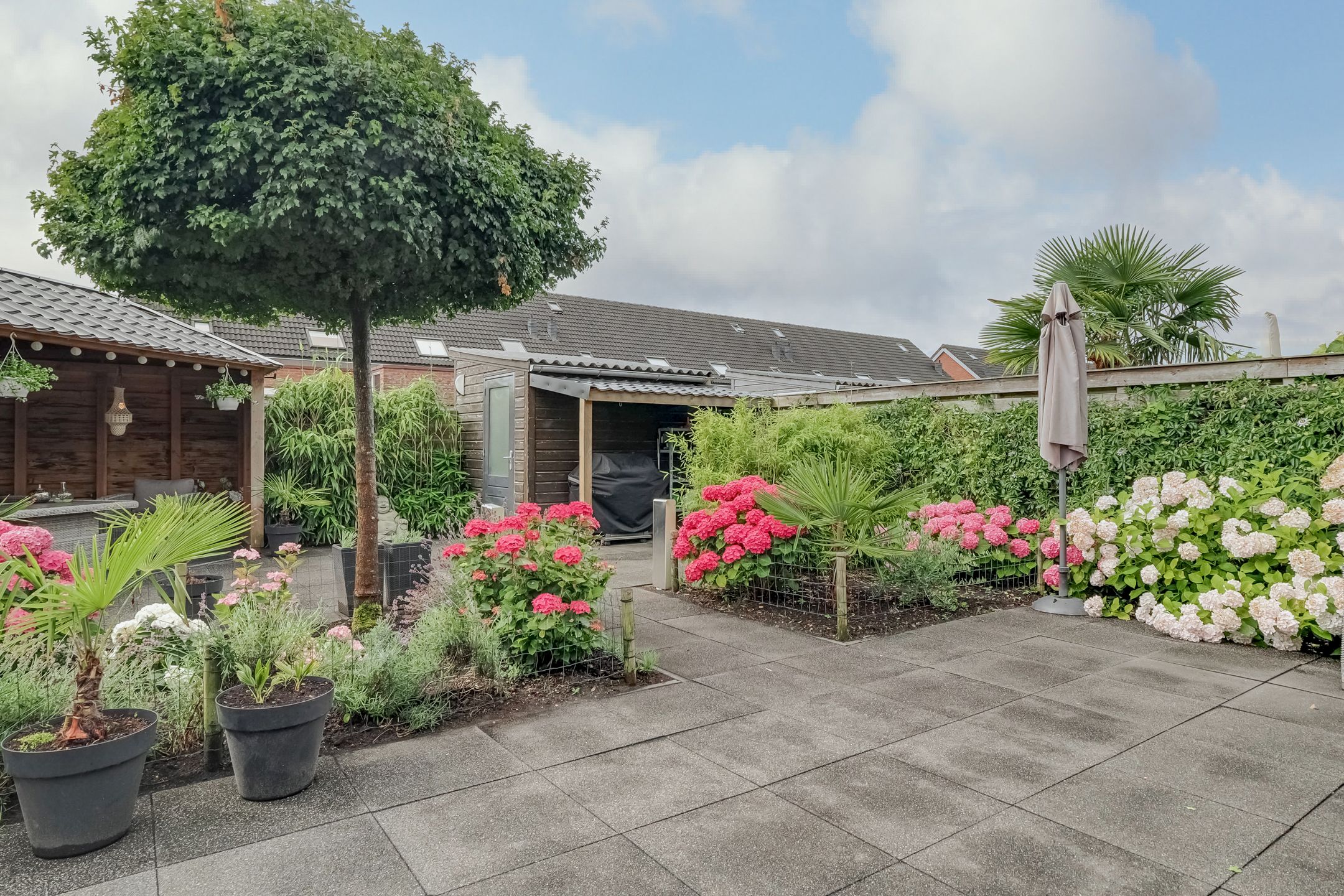 Photo 36 of Scholekster 1