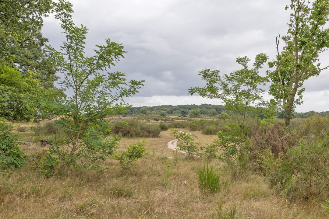 Foto 32 van Bosdrift 245