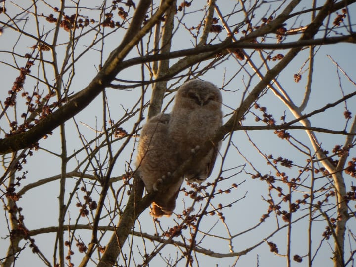 Foto 38 van Costa Ricadreef 307