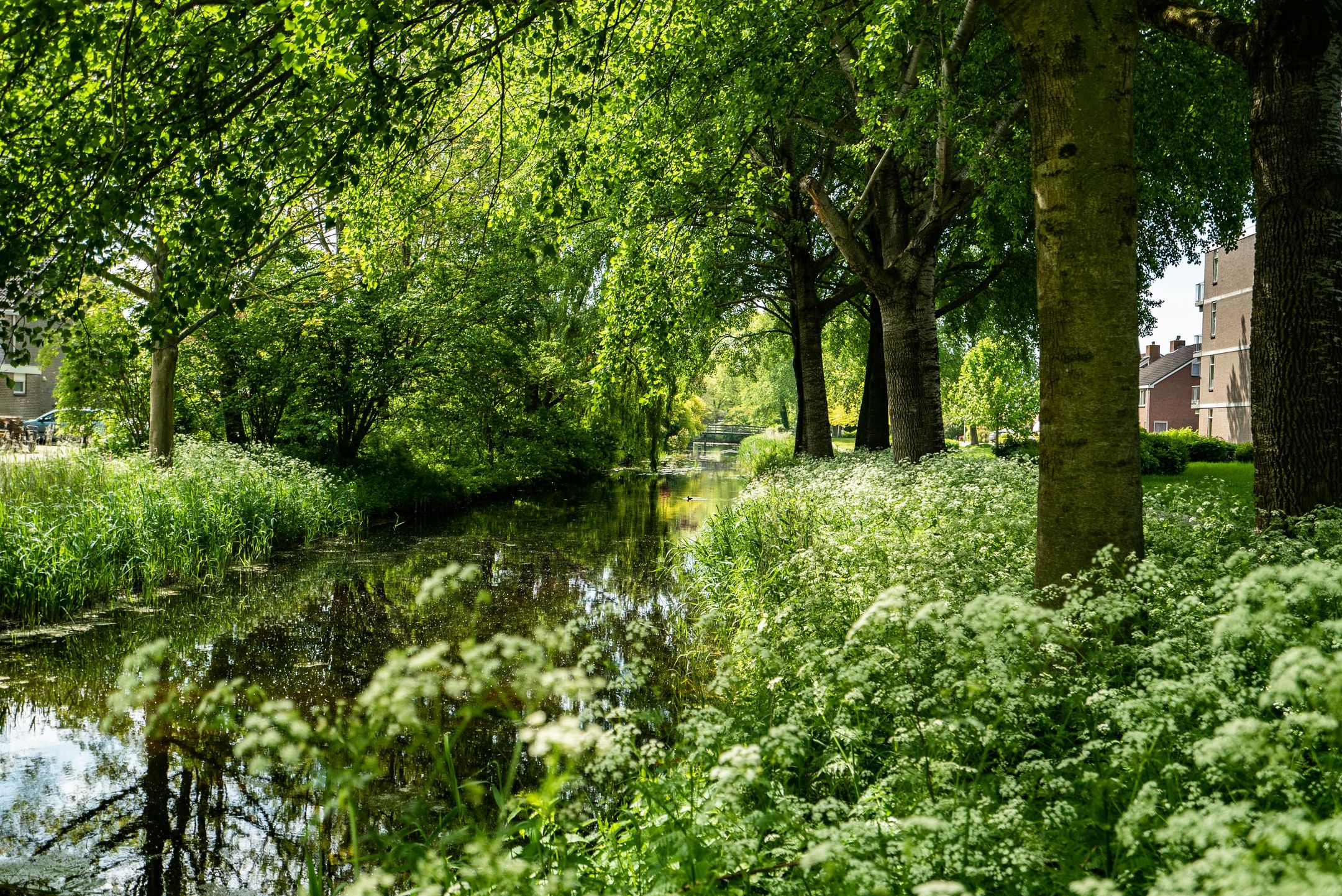 Foto 54 van Jan Jelles Hofleane 99