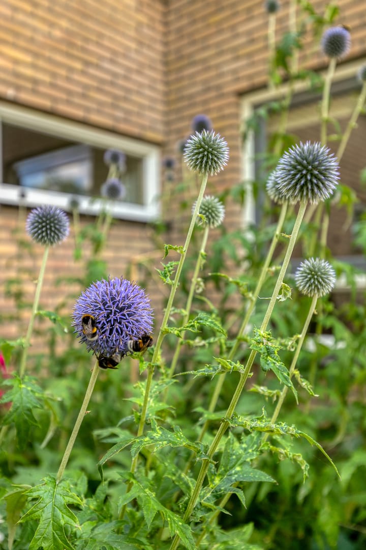 Foto 54 van Daniel Eyndhoutsgaarde 13