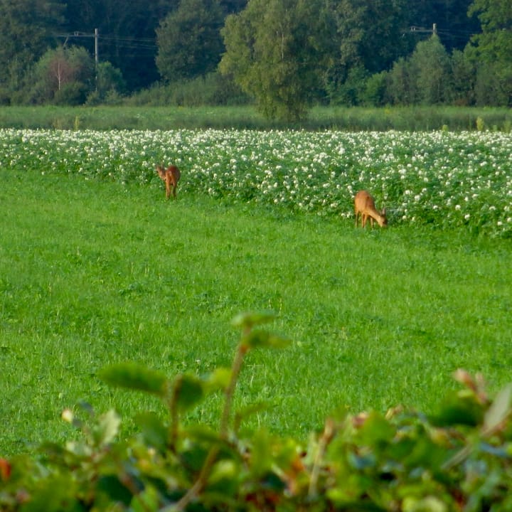 Foto 37 van Beukenlaan 28