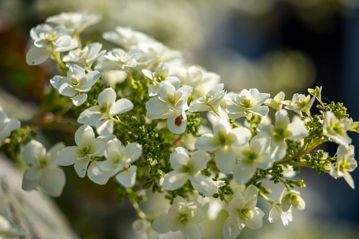 Foto 41 van Dorpsstraat 9