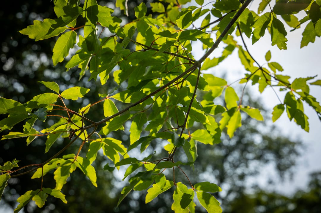 Foto 52 van Dorpsstraat 9