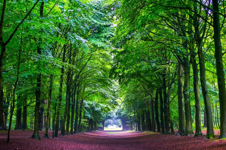 Foto 7 van Perceel Hoogeweg