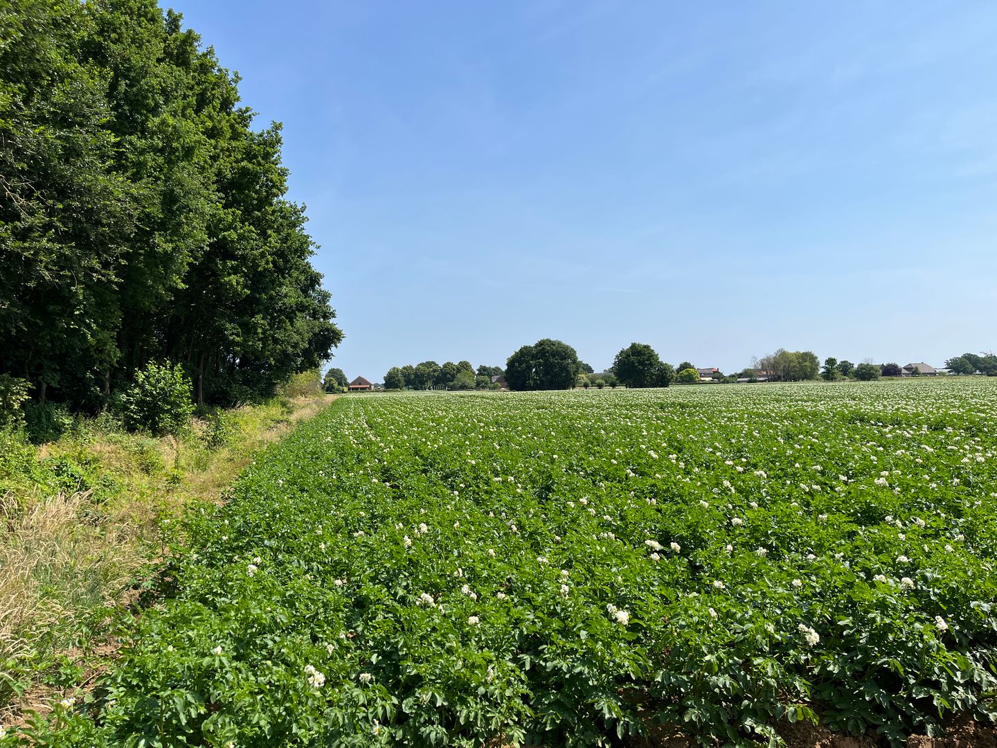 Bekijk foto 4 van Schandelo