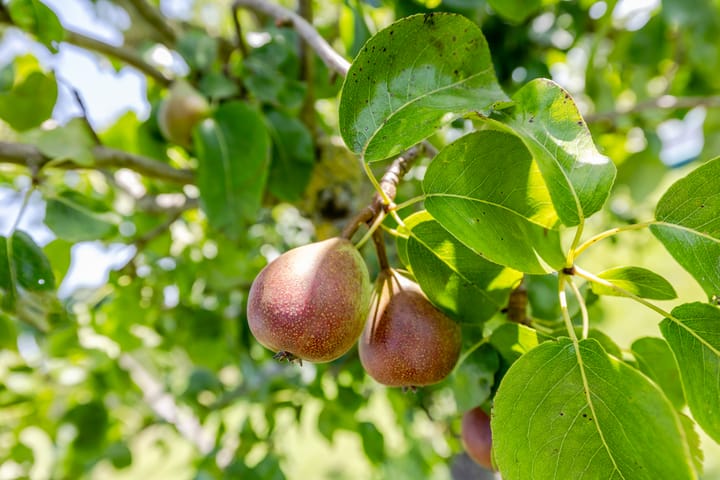 Foto 52 van Rijperweg 119-A