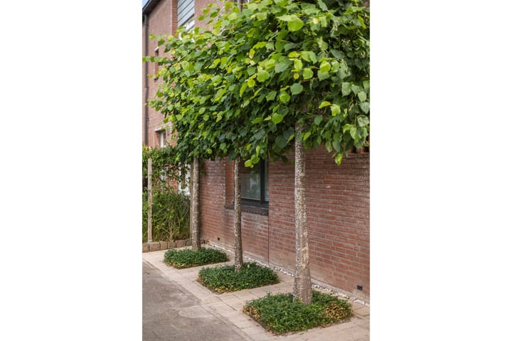 Foto 3 van Bonekruidweg 2