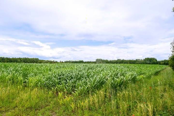 Foto 6 van Koekoeksweg 1-B