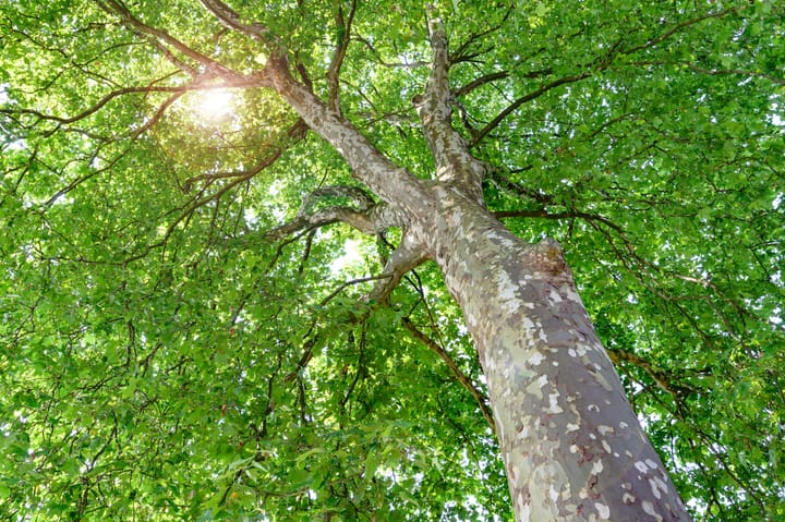 Foto 35 van Arnhemsestraat 81