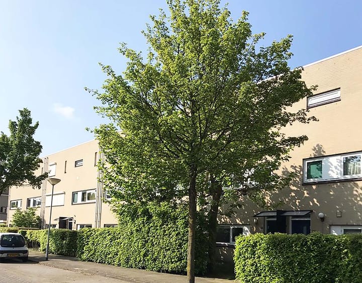 Foto 4 van Grote Vos 13