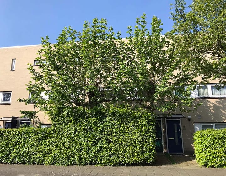 Foto 5 van Grote Vos 13