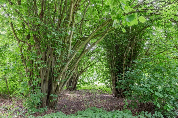 Foto 42 van Groenhoven 256